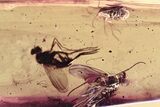 Fossil Flies, Beetle, and Aphid in Baltic Amber #307624-1